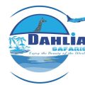 dhalia safaris